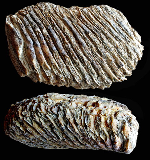 Mammut-Molar