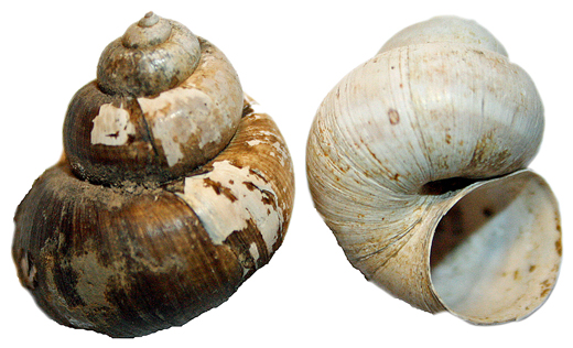 Viviparus contectus MILLET 1813
