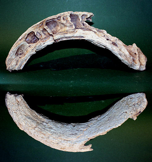 Bison-Horn