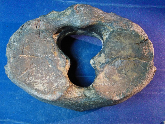 Mammuthus primigenius (Blumenbach)