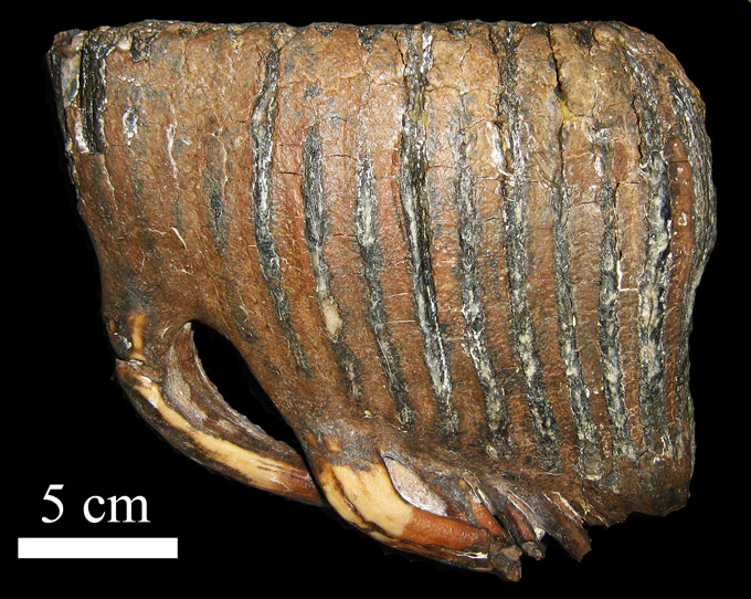 Mammutmolar von Bad Sülze (Mecklenburg)