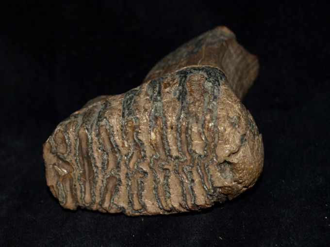 Milchzahn eines Mammuthus primigenius