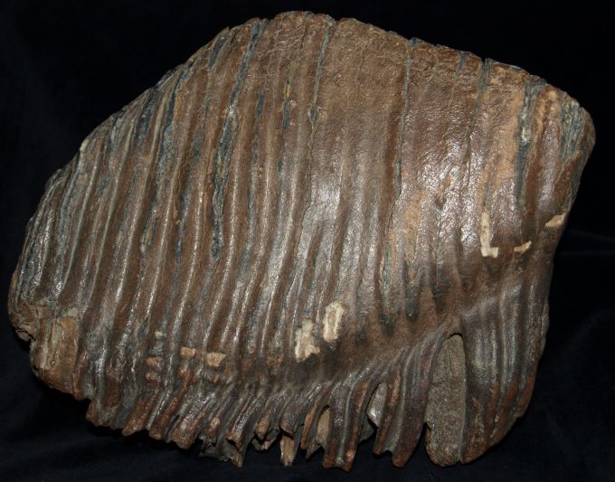 Molar eines Mammuthus primigenius