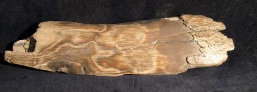 Stoßzahnfragment eines Mammuthus primigenius