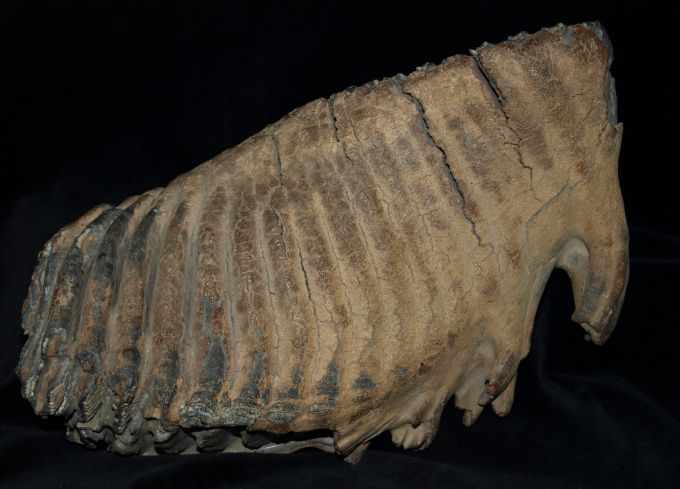 Molar eines Mammuthus primigenius