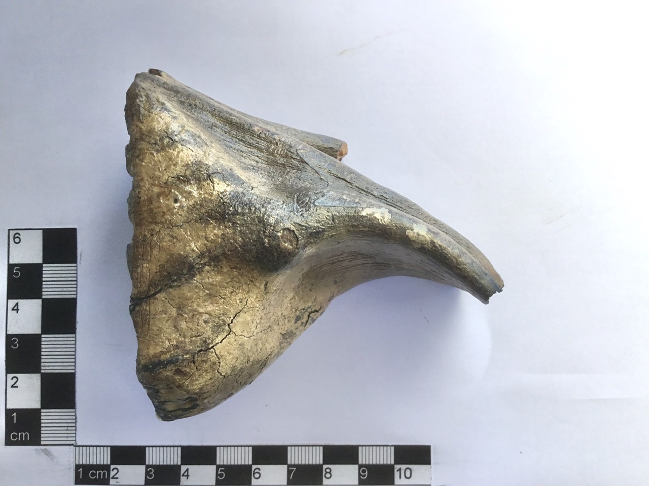 Milchzahn eines Mammuthus primigenius