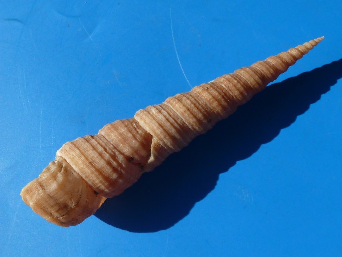 Archimediella maculata