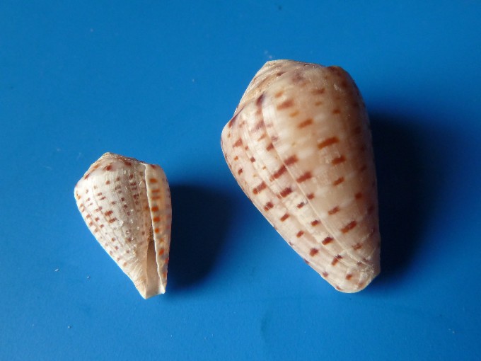 Conus taeniatus