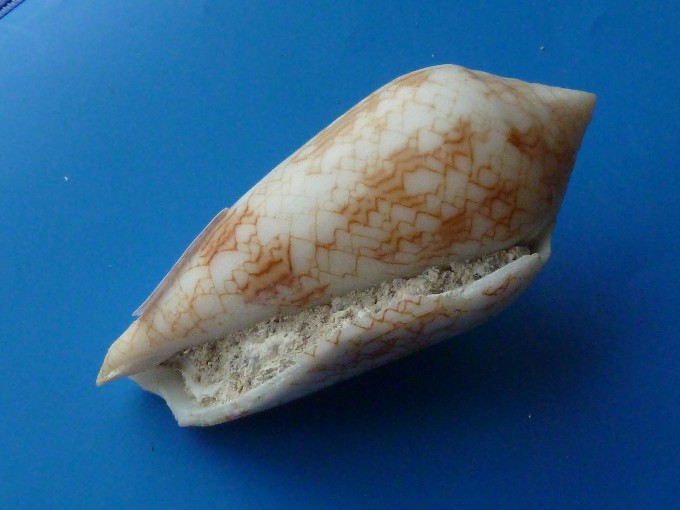 Conus textile neovicarius