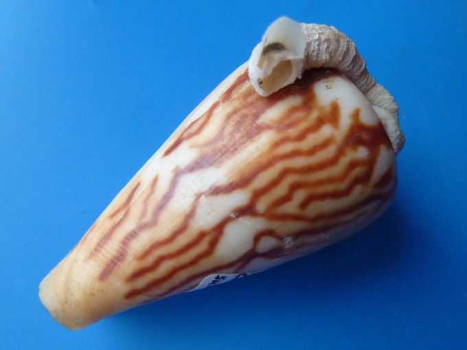 Conus vexillum sumatraensis