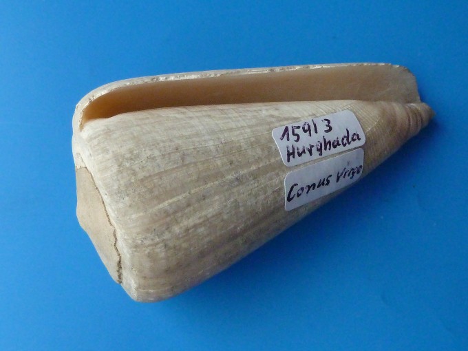 Conus virgo