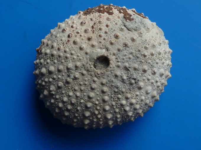 Echinostrephus molaris