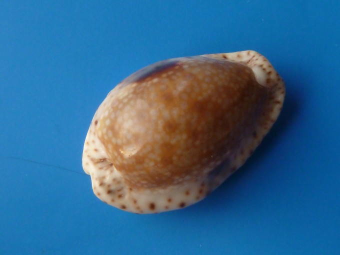 Erosaria nebrites