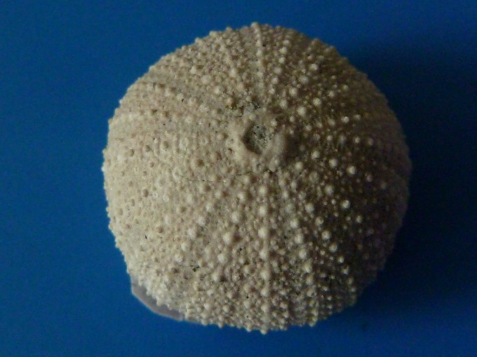 Steinkern.de Die Galerie Kategorie