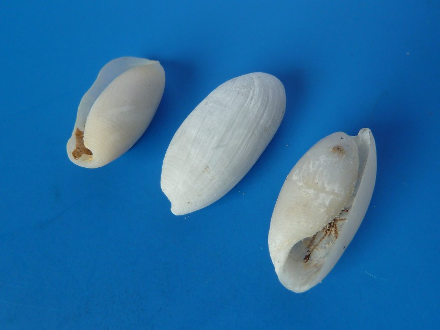 Atys cylindricus (HELBLING 1779)
