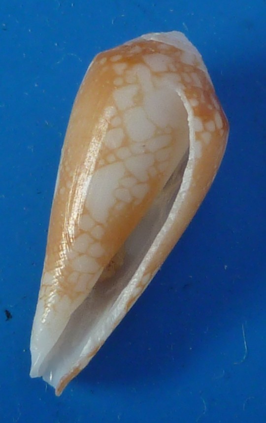Conus sp.