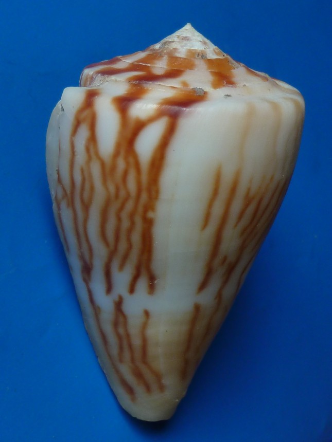 Conus vexillum sumatraensis HWASS,1792