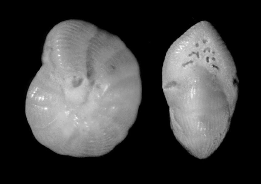 Coscinospira hemprichii EHRENBERG, 1839