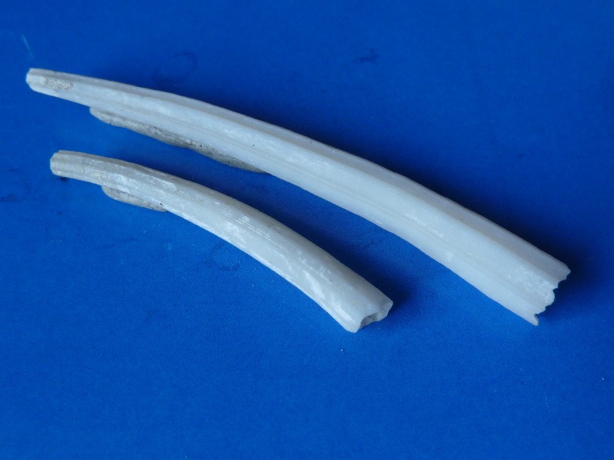 Dentalium reevei (FISCHER,1871)