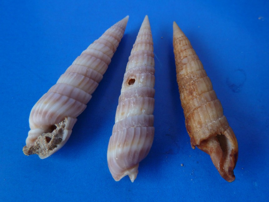 Duplicaria duplicata (LINNÈ,1758)