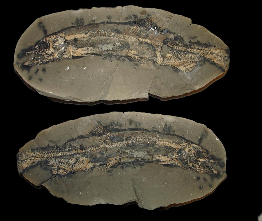 Mallotus villosus (Müller, 1776)