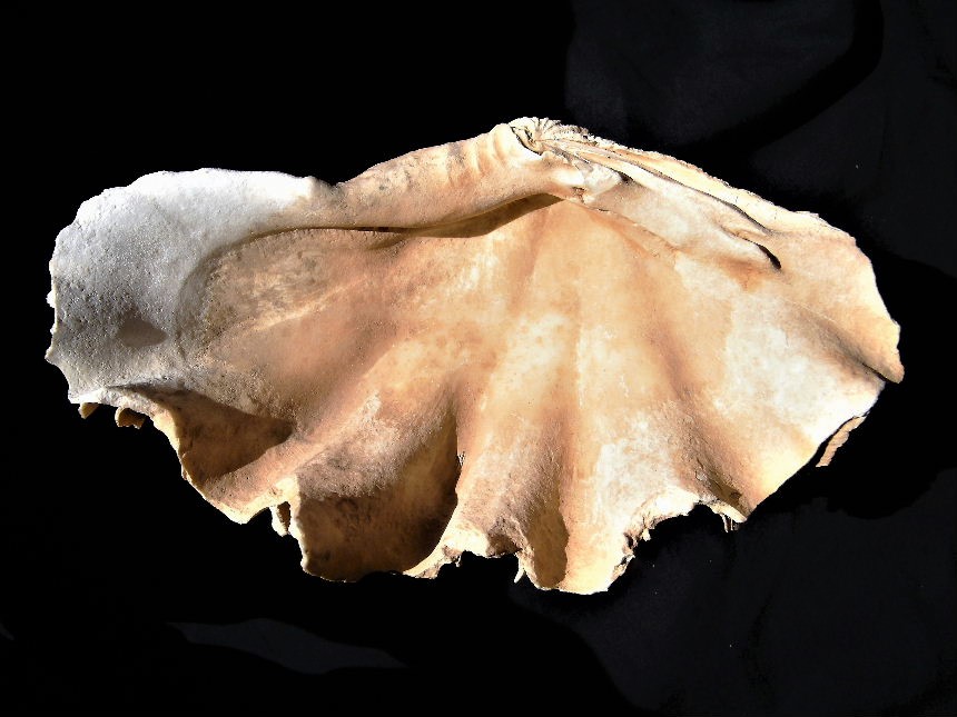 Tridacna -