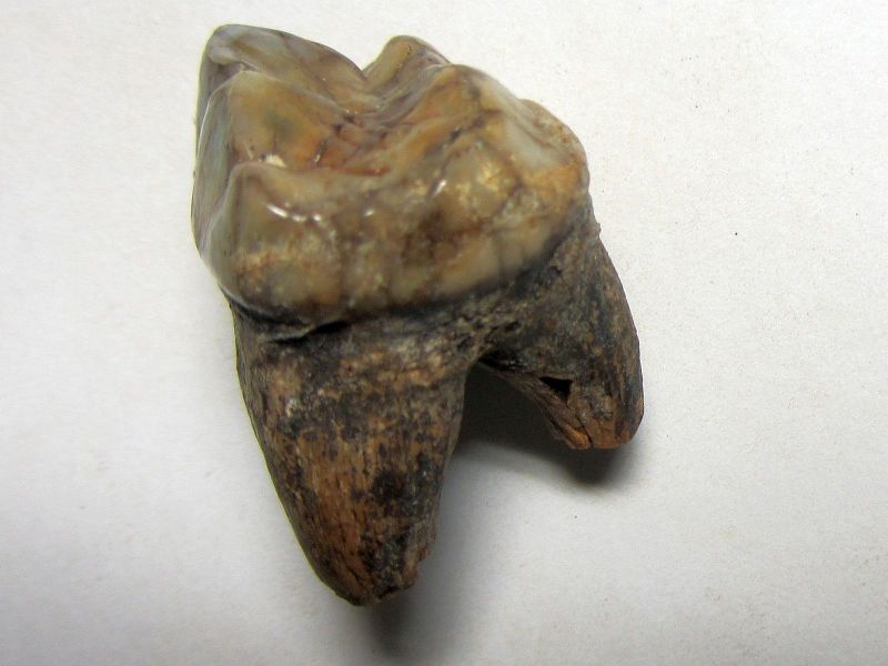 Ursus spelaeus