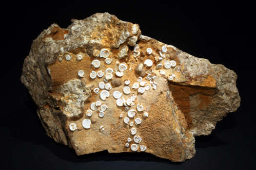 Gyraulus
