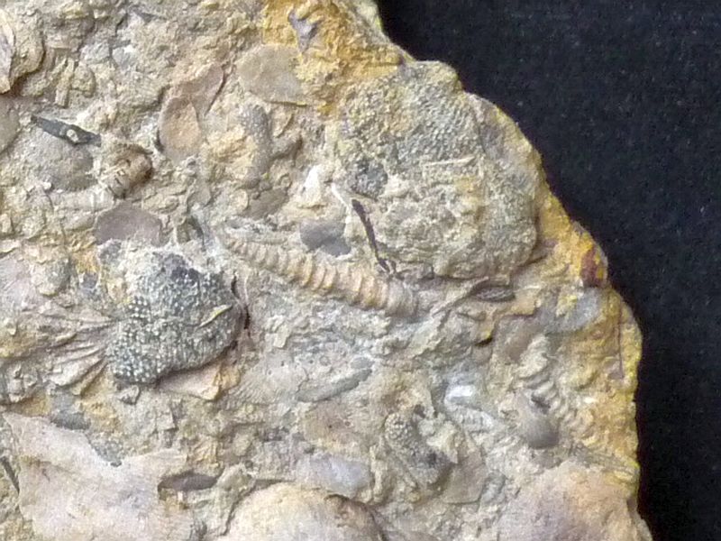 Cornulites flexuosus