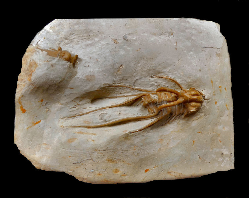 Dicranus monstrosus