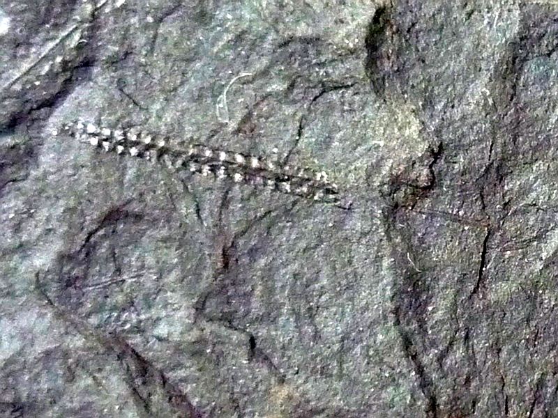 Diplograptus sp.