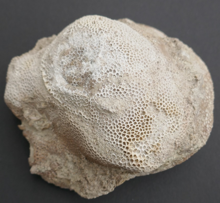 Koralle Paleofavosites sp.