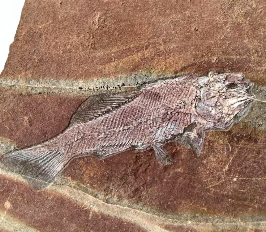 Xingyia gracilis (Liu et al., 2003)