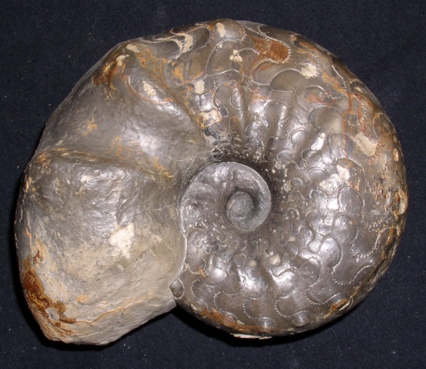 Ceratites nodosus