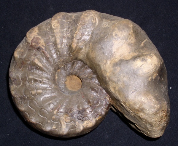 Ceratites nodosus