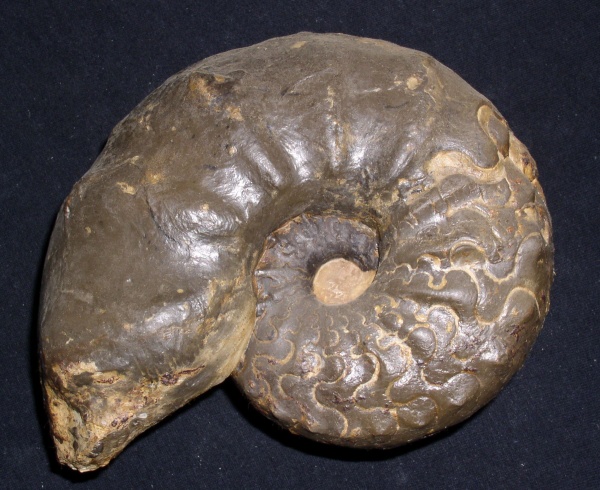 Ceratites nodosus