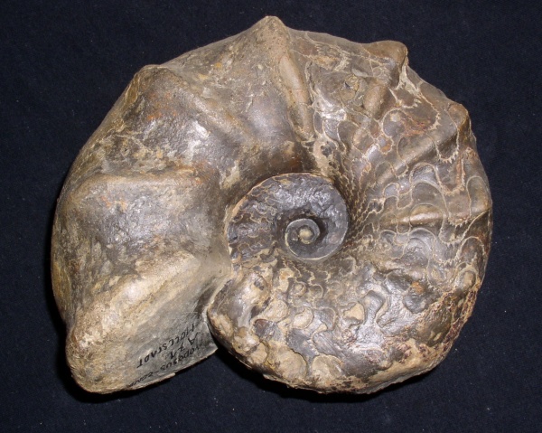 Ceratites nodosus