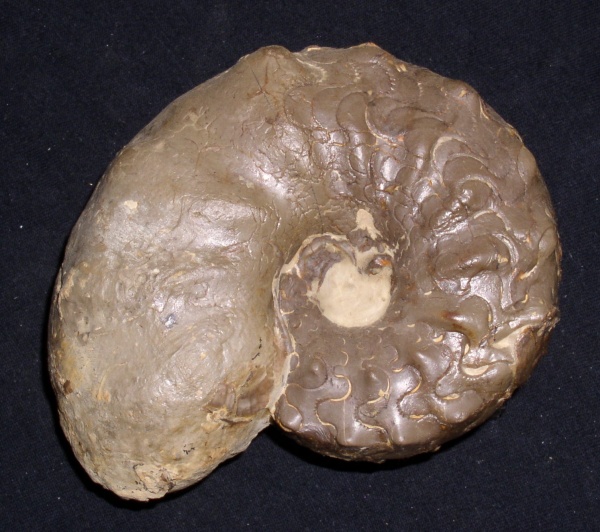 Ceratites nodosus