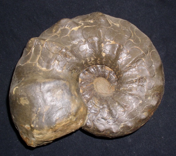 Ceratites nodosus