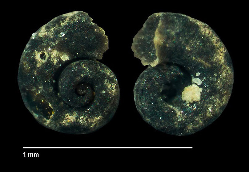 Adeorbis sp.
