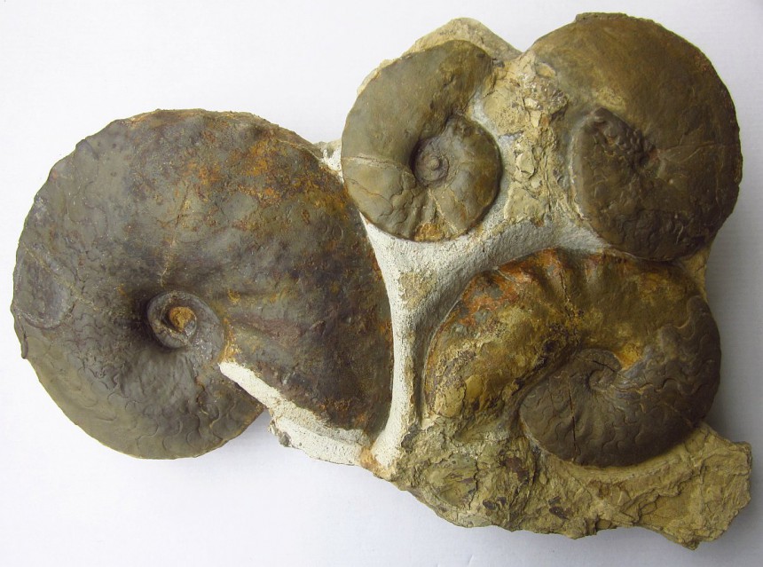 Ceratites dorsoplanus