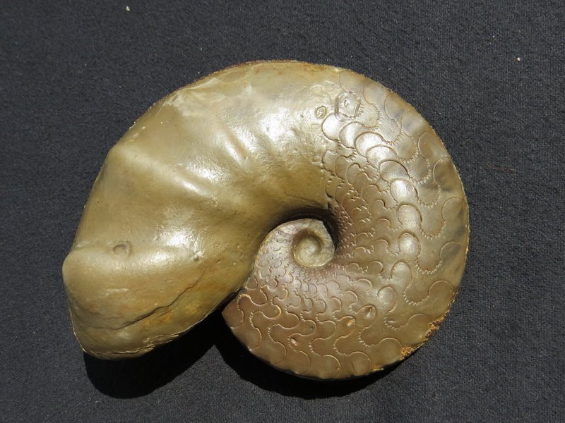Ceratites nodosus, e-Typ