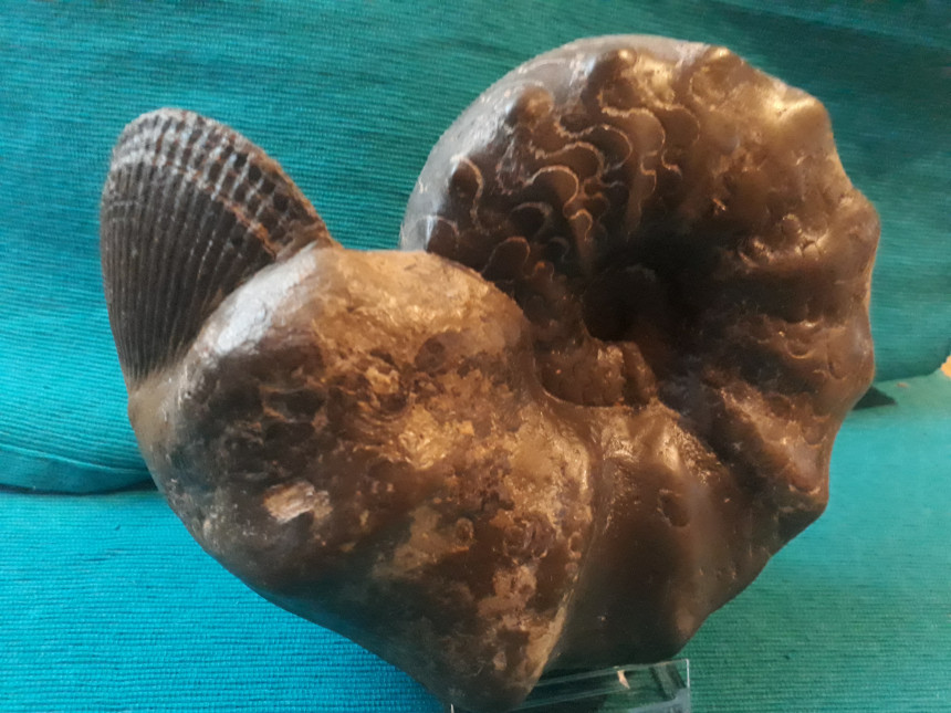 Ceratites nodosus mit Plagiostoma striatum