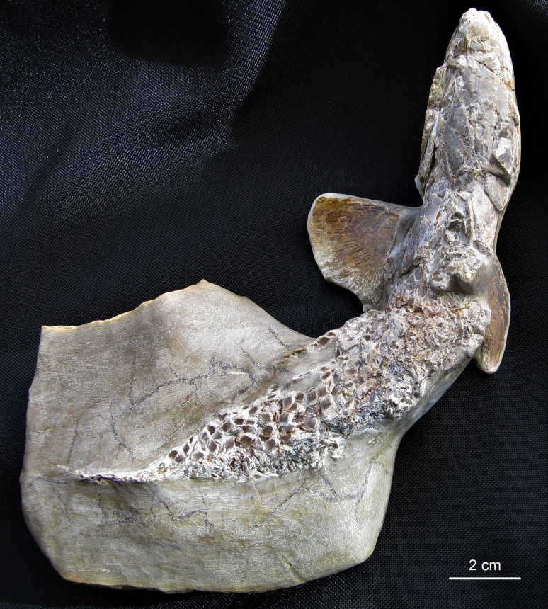 Gyrolepis albertii