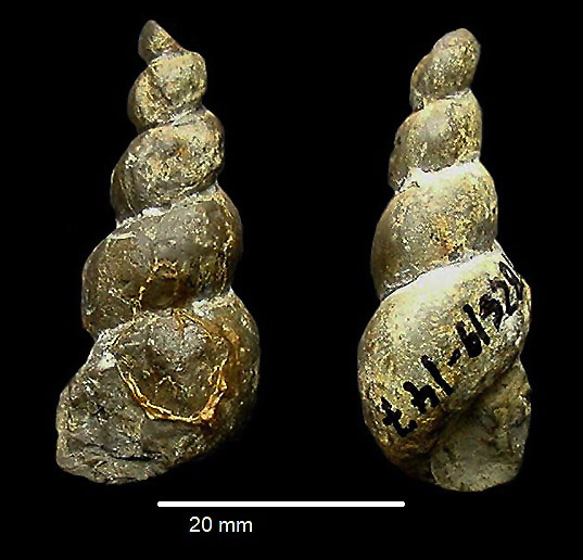 Loxonema obsoletum v. ZIETEN 1830