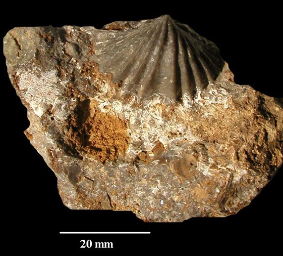 Punctospirella fragilis v. SCHLOTHEIM, 1820