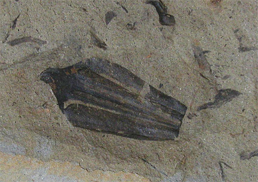 Frucht von Lepacyclotes zeilleri