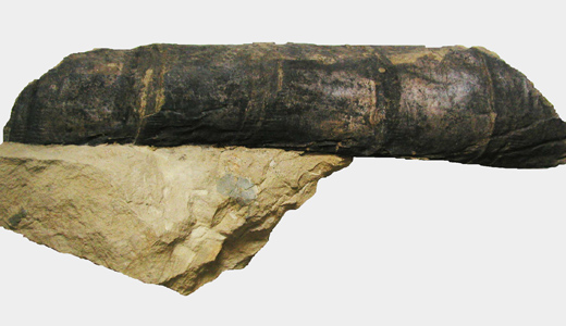 Stammstück von Equisetites arenaceus
