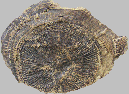 Sprossgipfel von Equisetites arenaceus