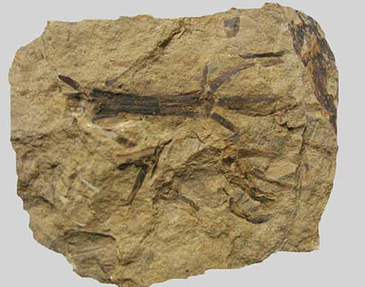 Neocalamites meriani